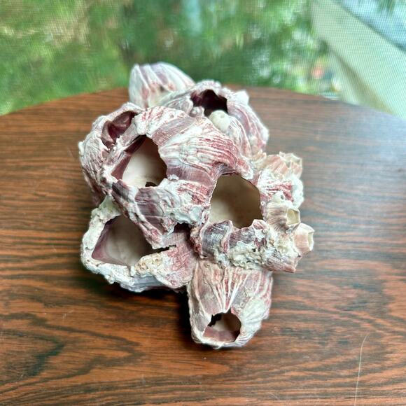 Vintage Pink Barnacle Cluster – 4.5” x 7” Coastal Nautical Decor - Picture 5 of 9